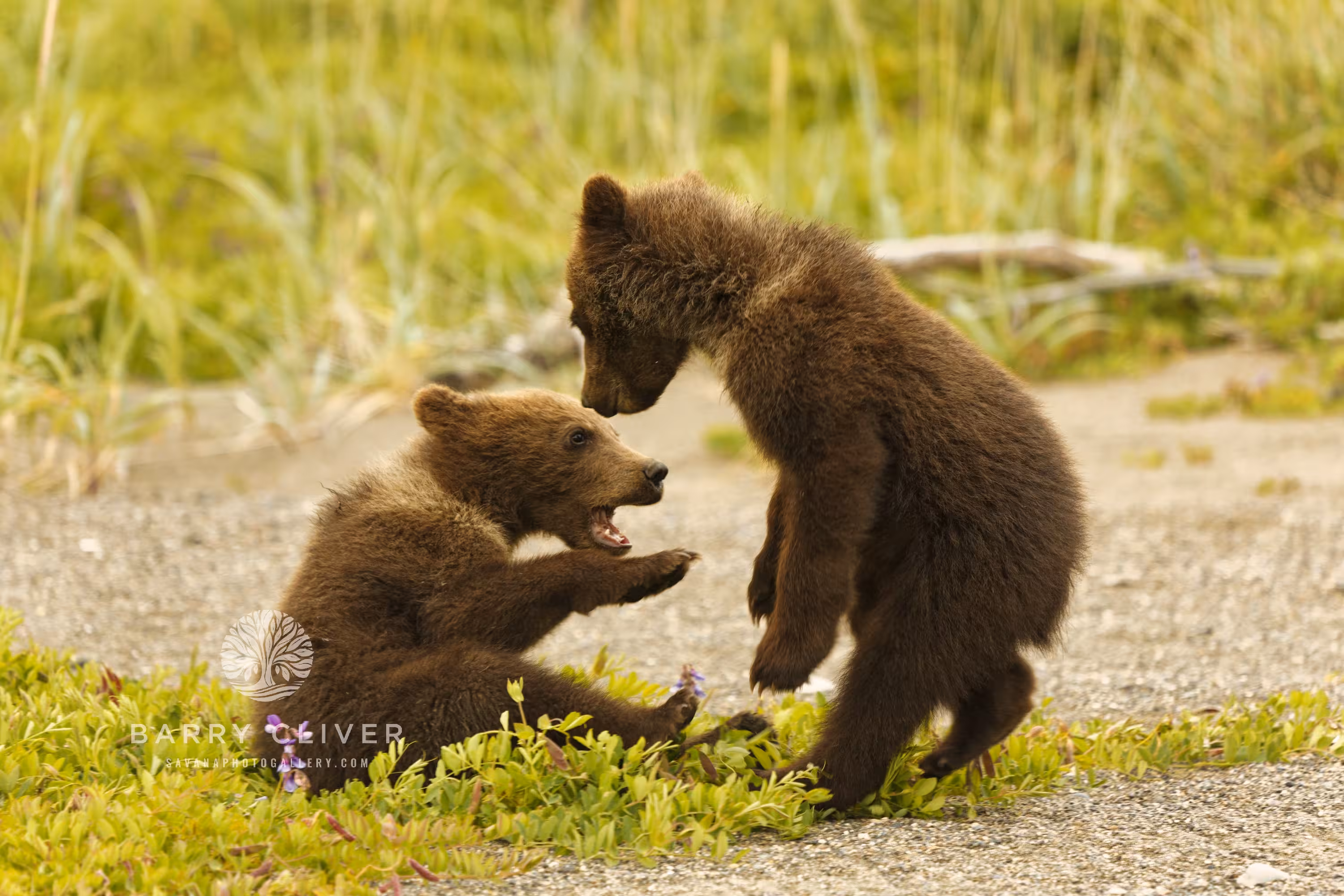 Alaskan Brown Bears