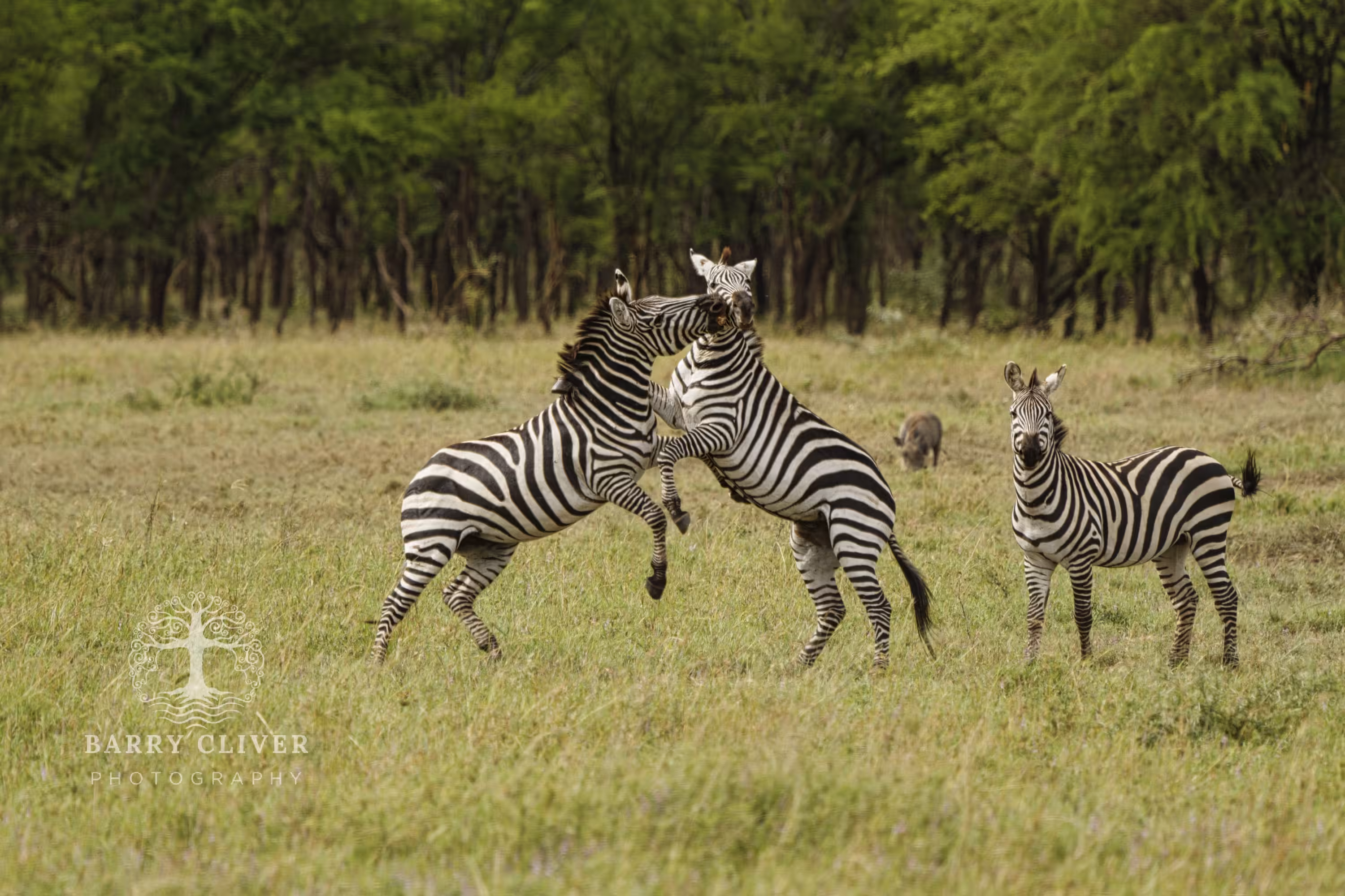 Sparring Zebras