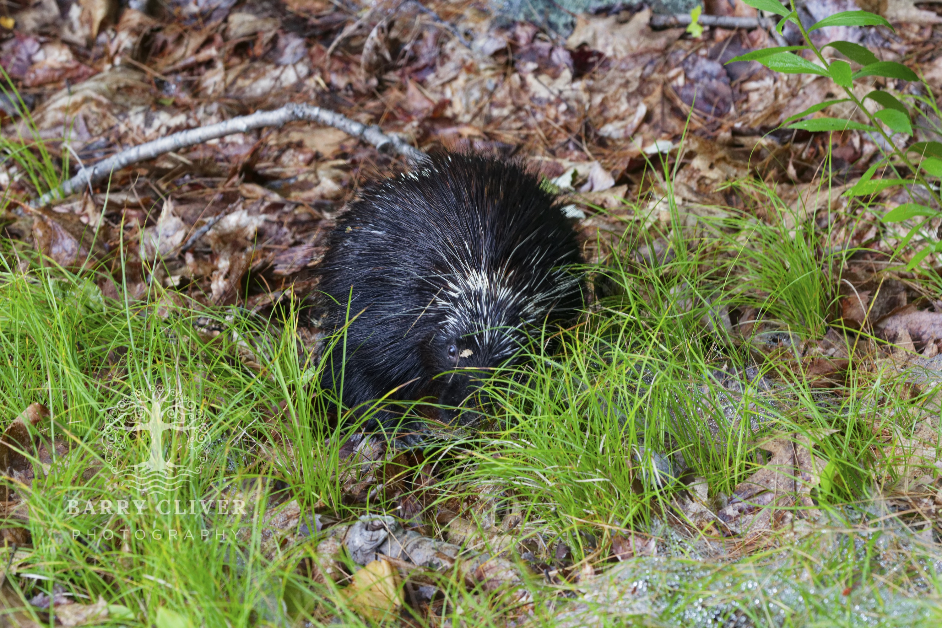 Baby Porcupine