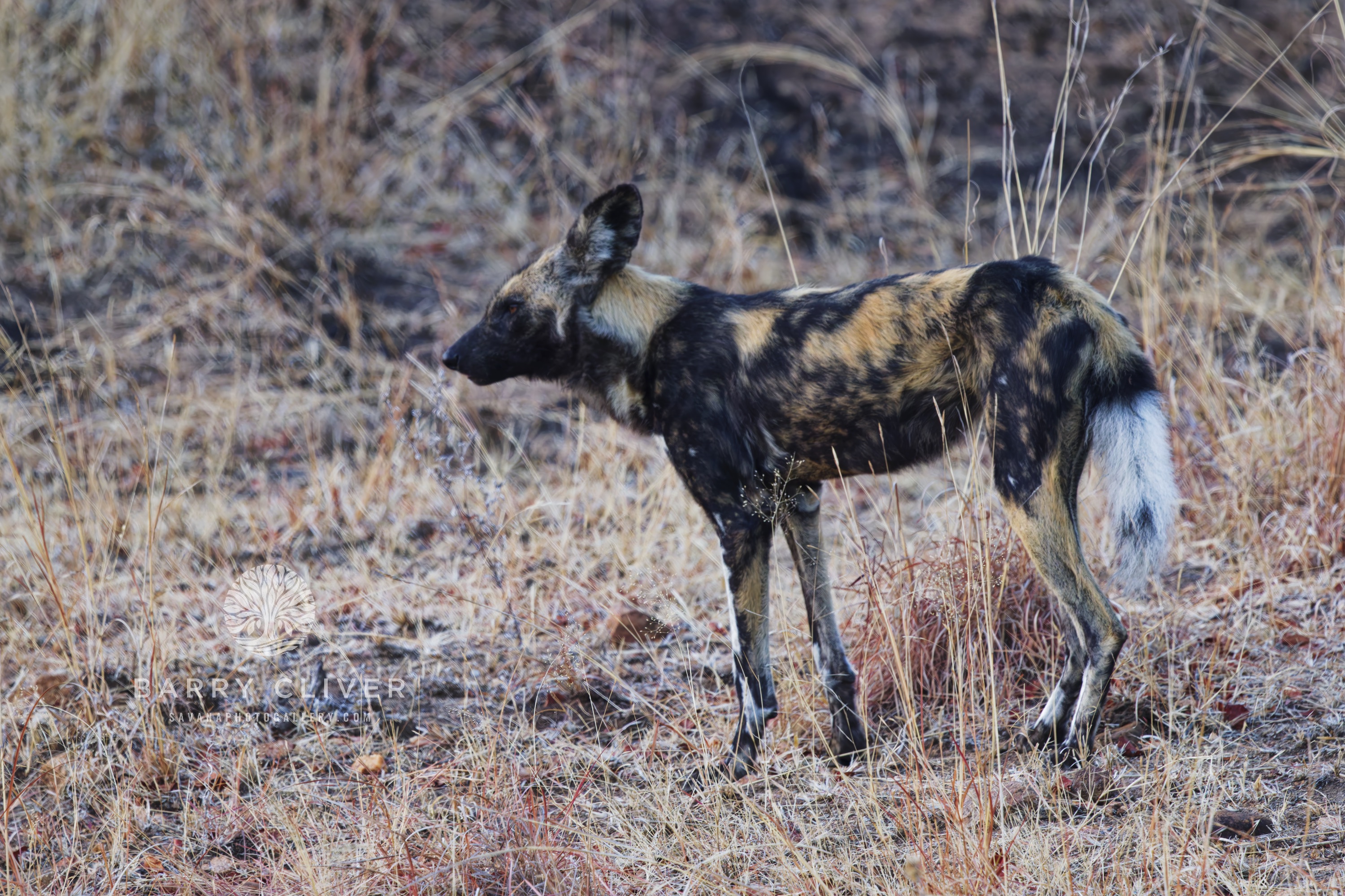 African Hunting Dog