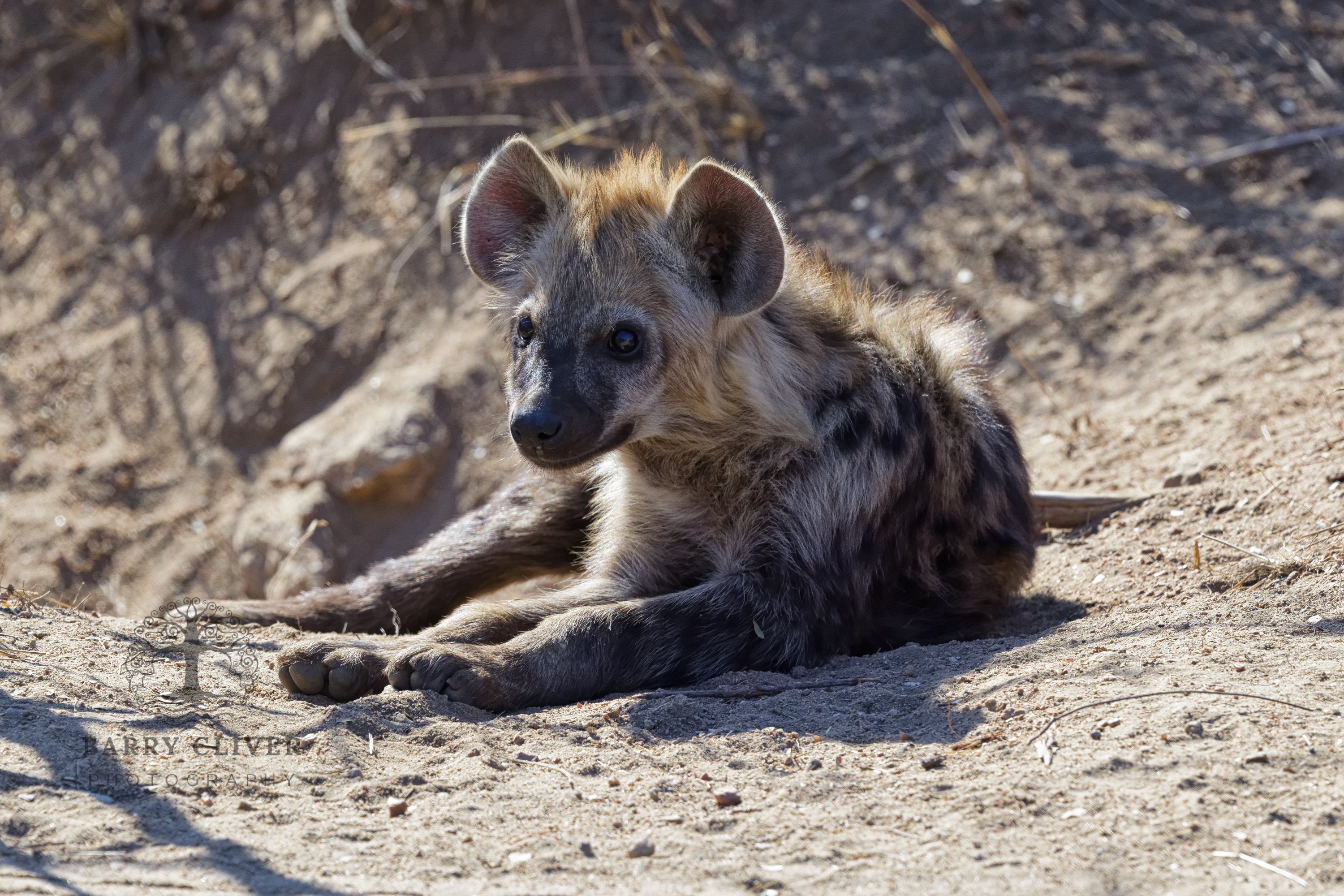 Hyena Pup