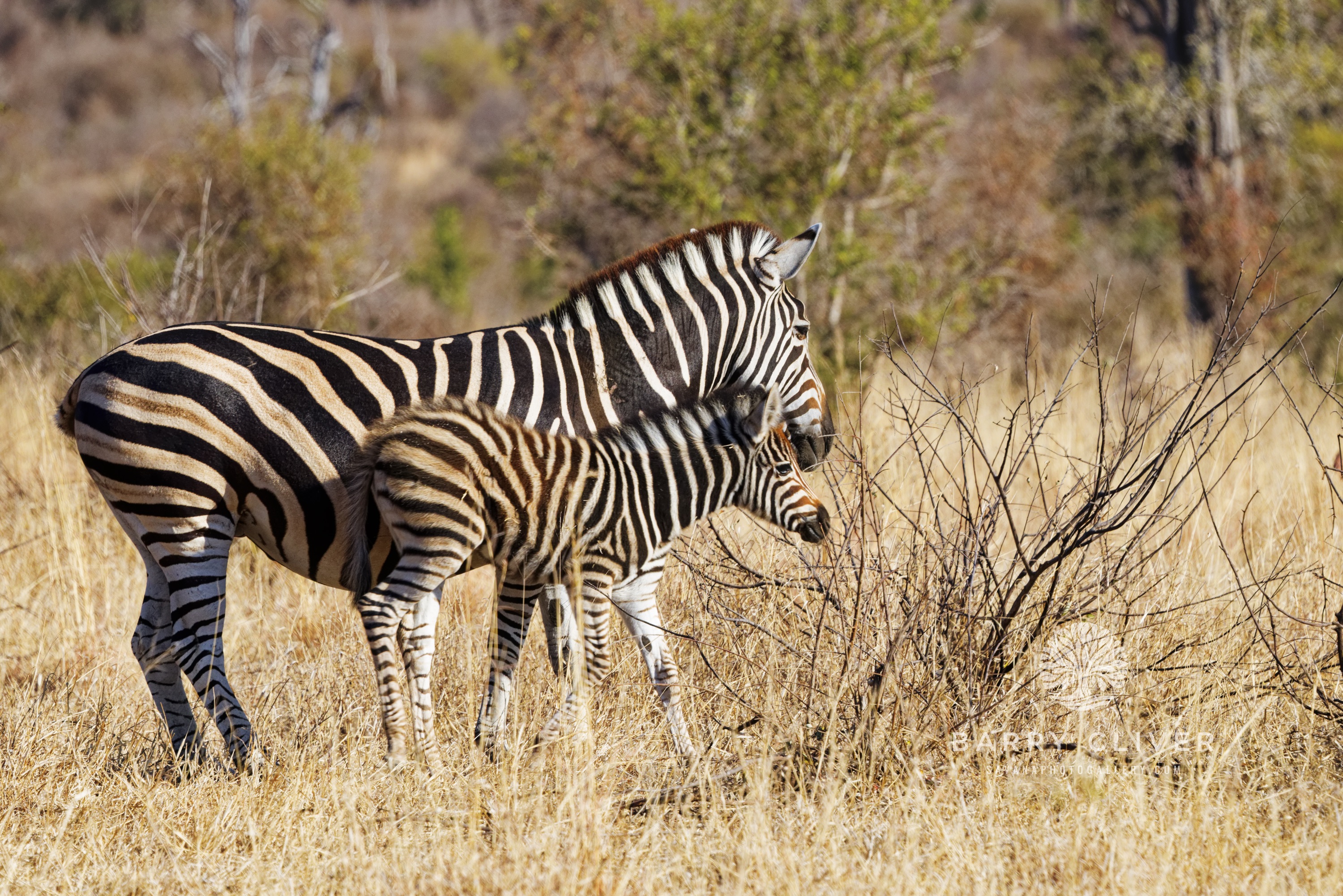 Burchell Zebra and Foal