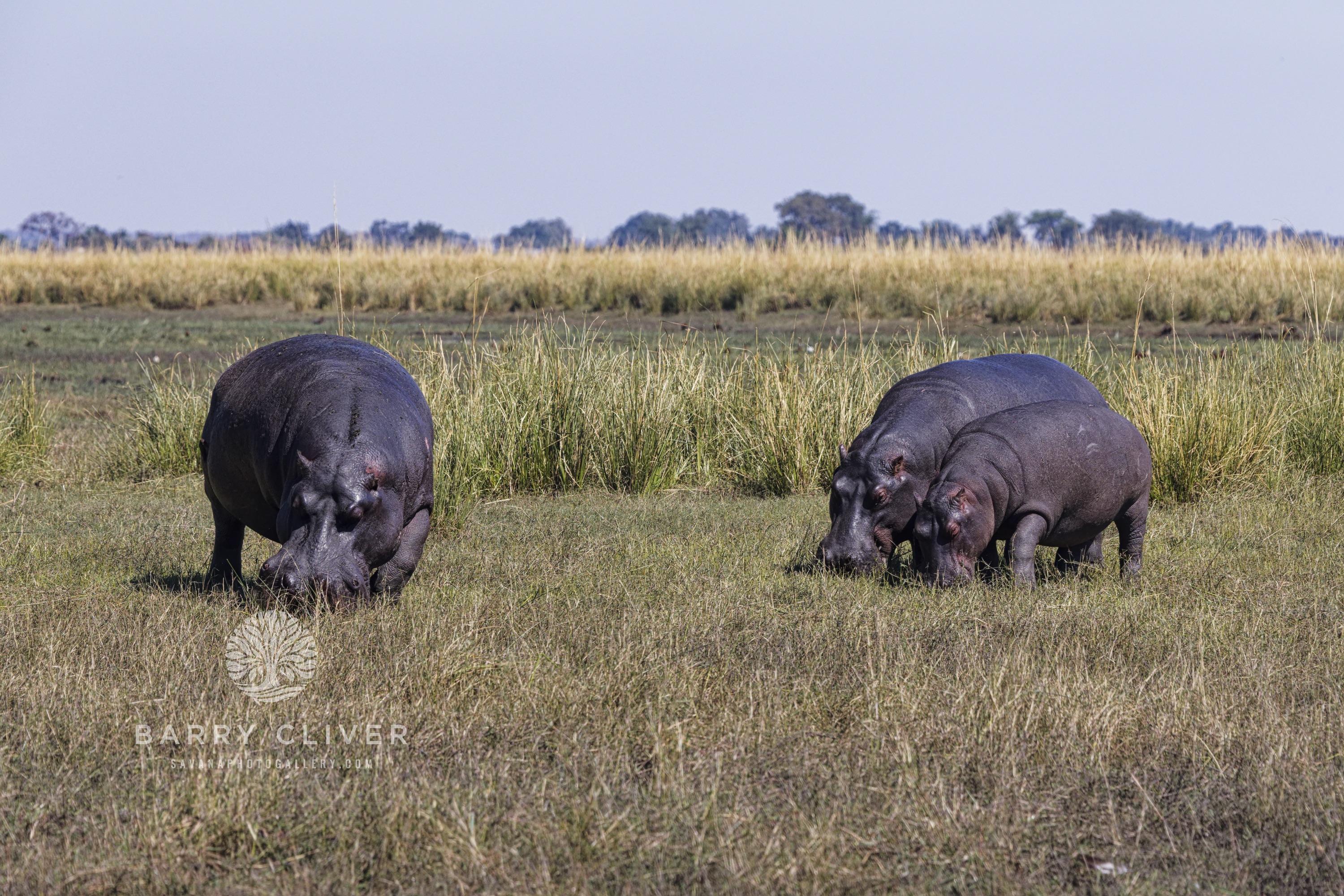 Hippo Bloat