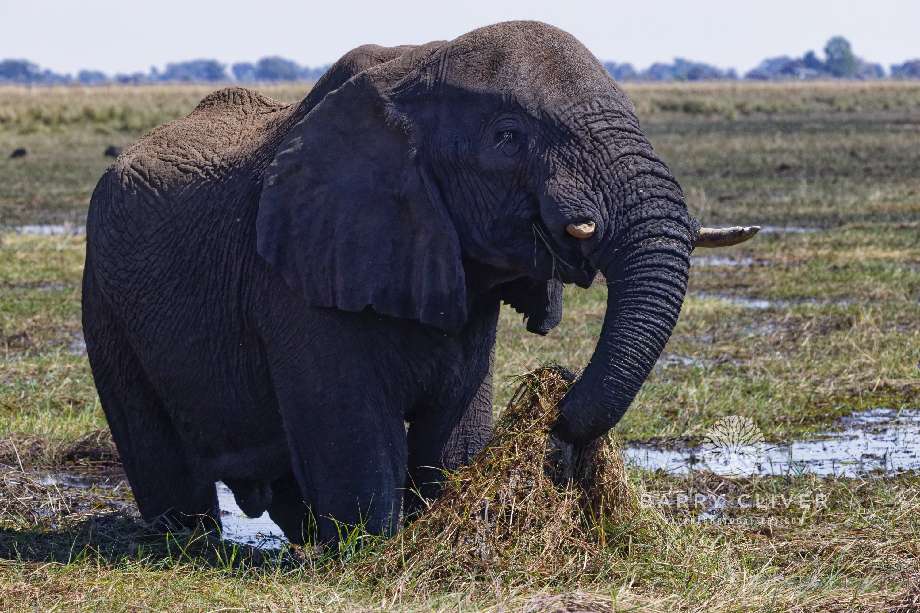 Chobe Elephant