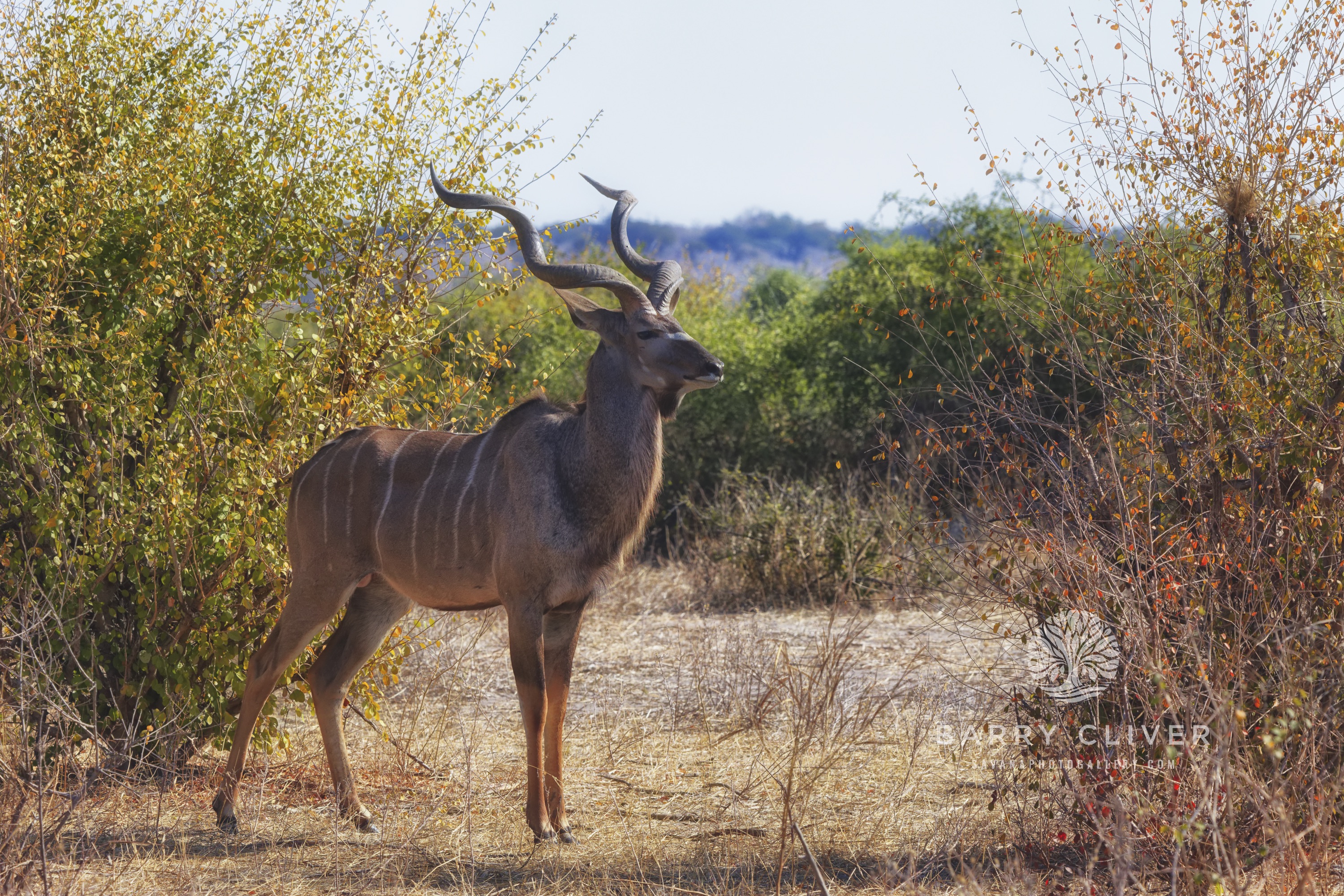 Greater Kudu