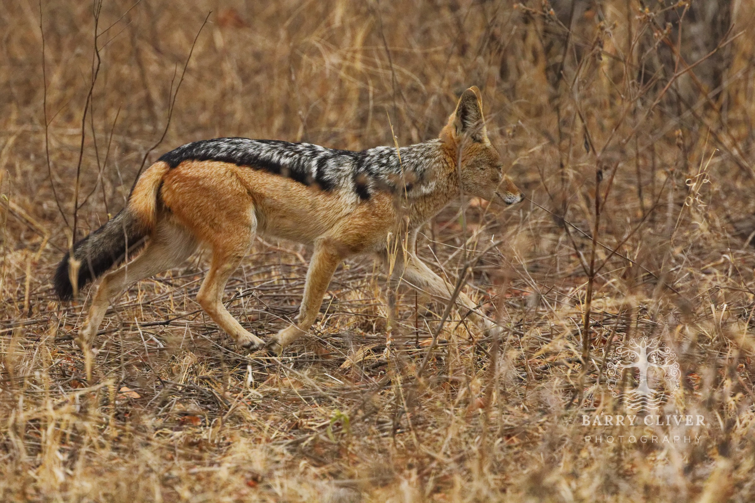 Black-backed Jackal