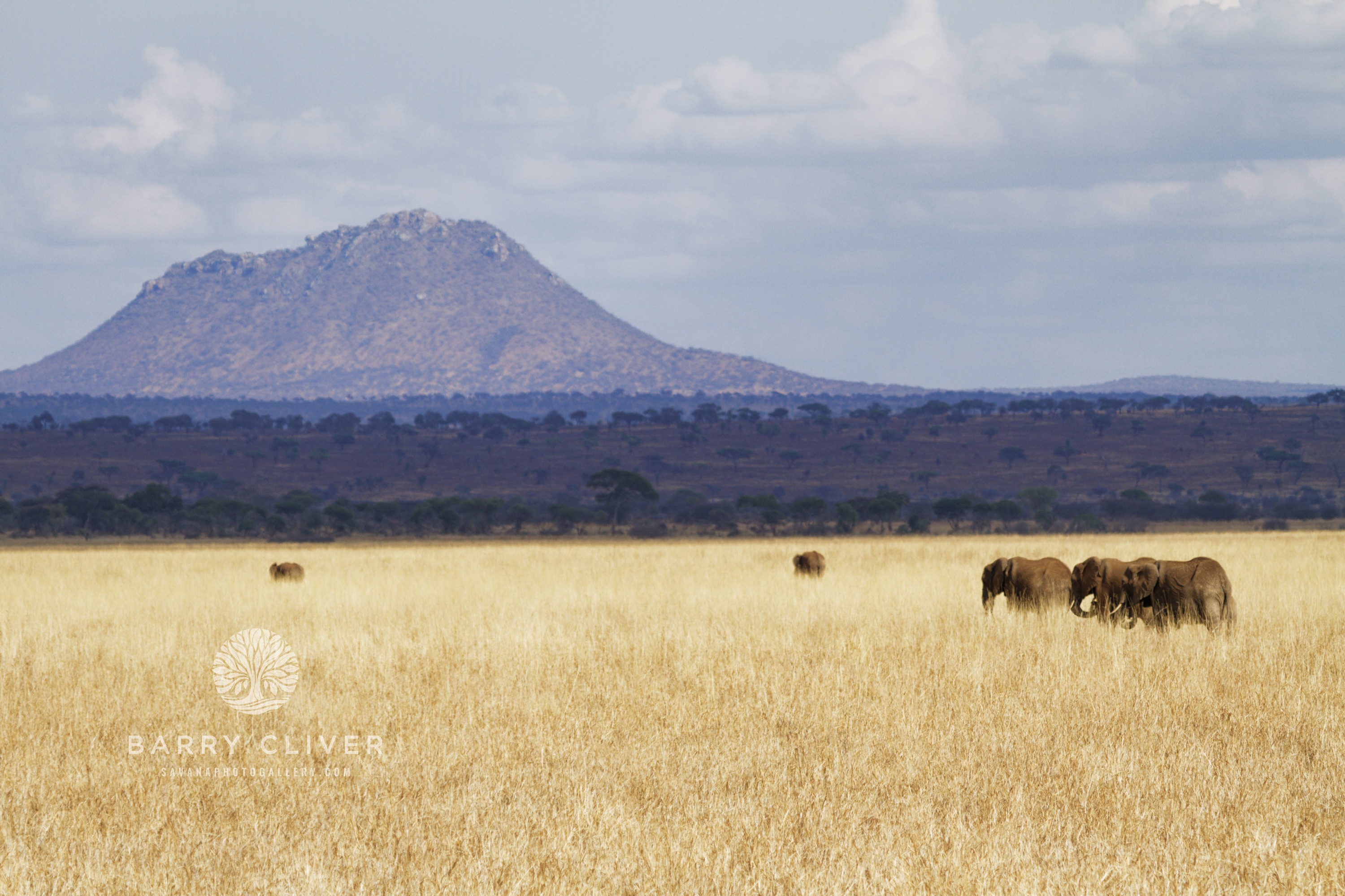 Elephants of Tarangire