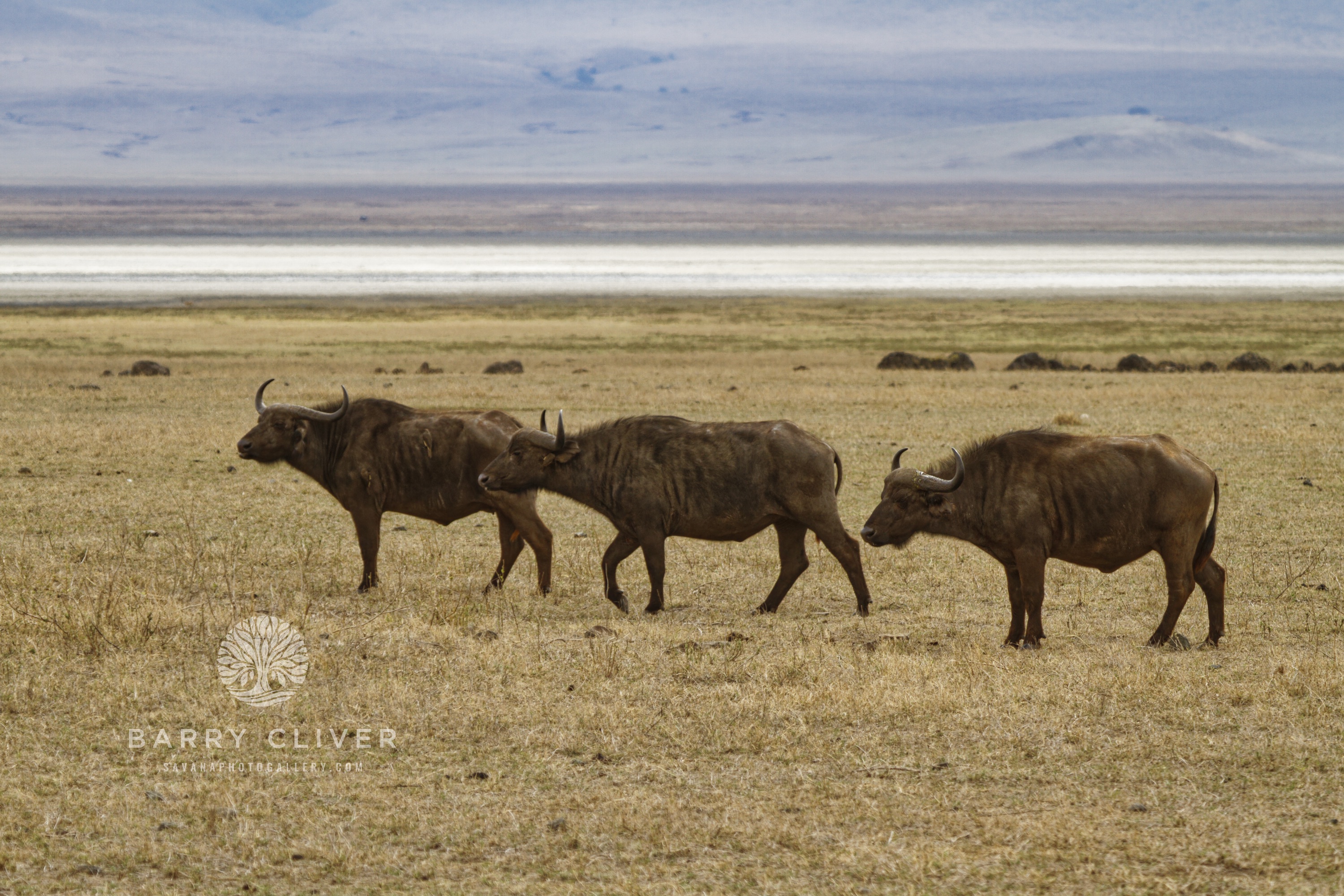 Ngorongoro Crater