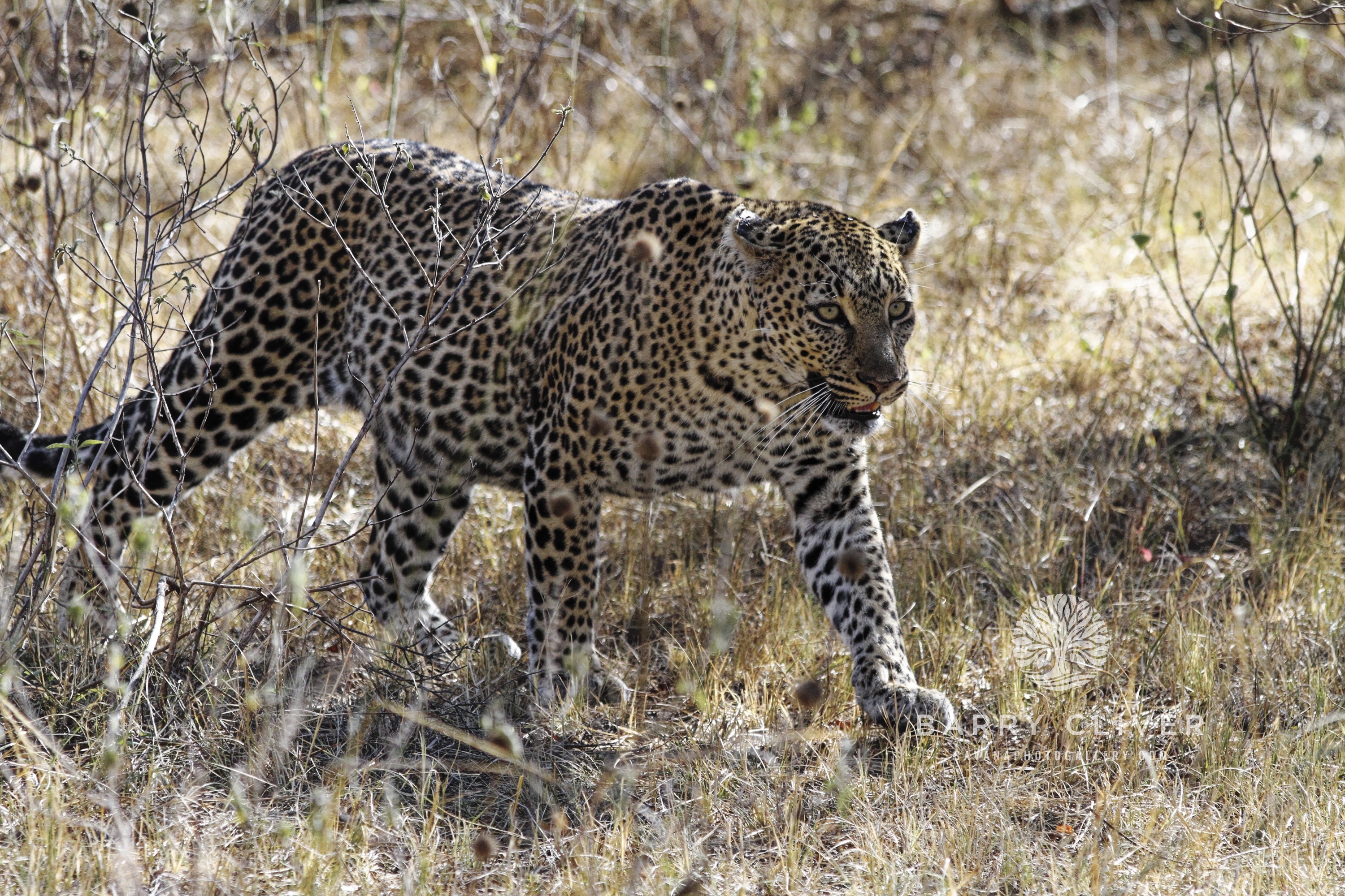 Maasai Leopard