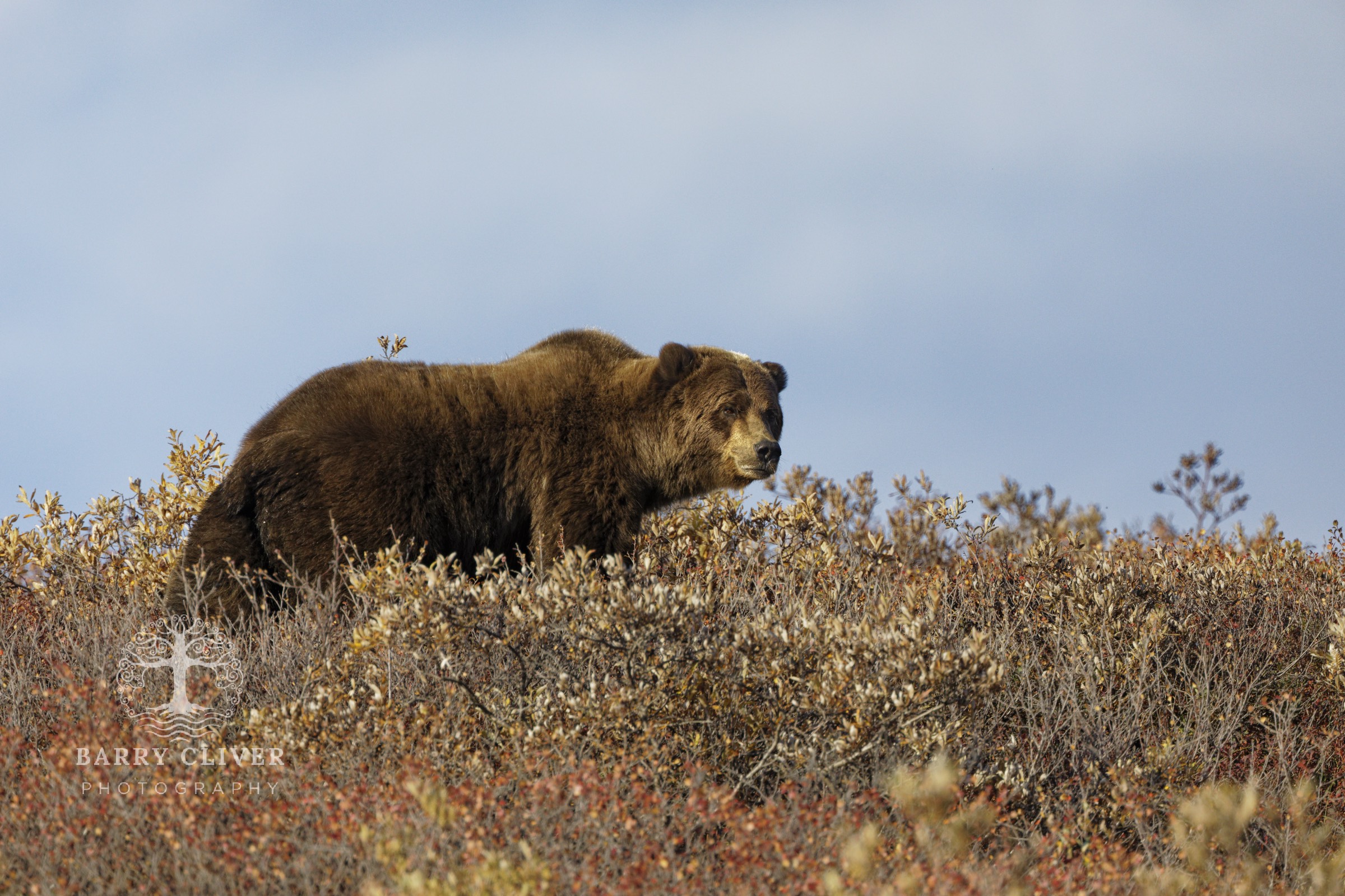 Denali Grizzly