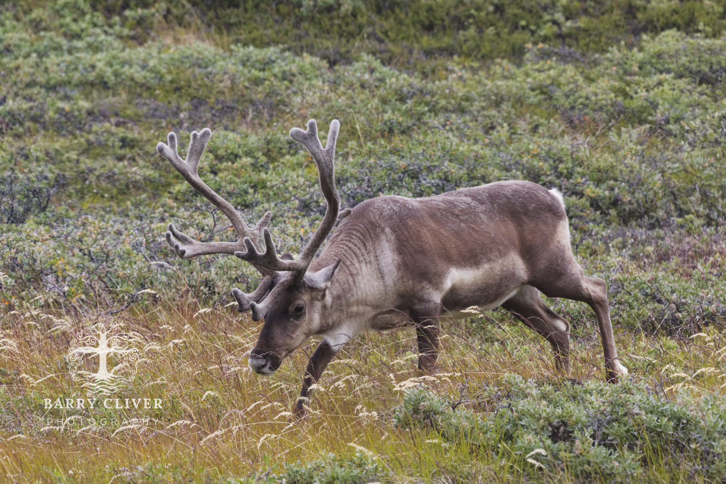 Greenlandic Reindeer