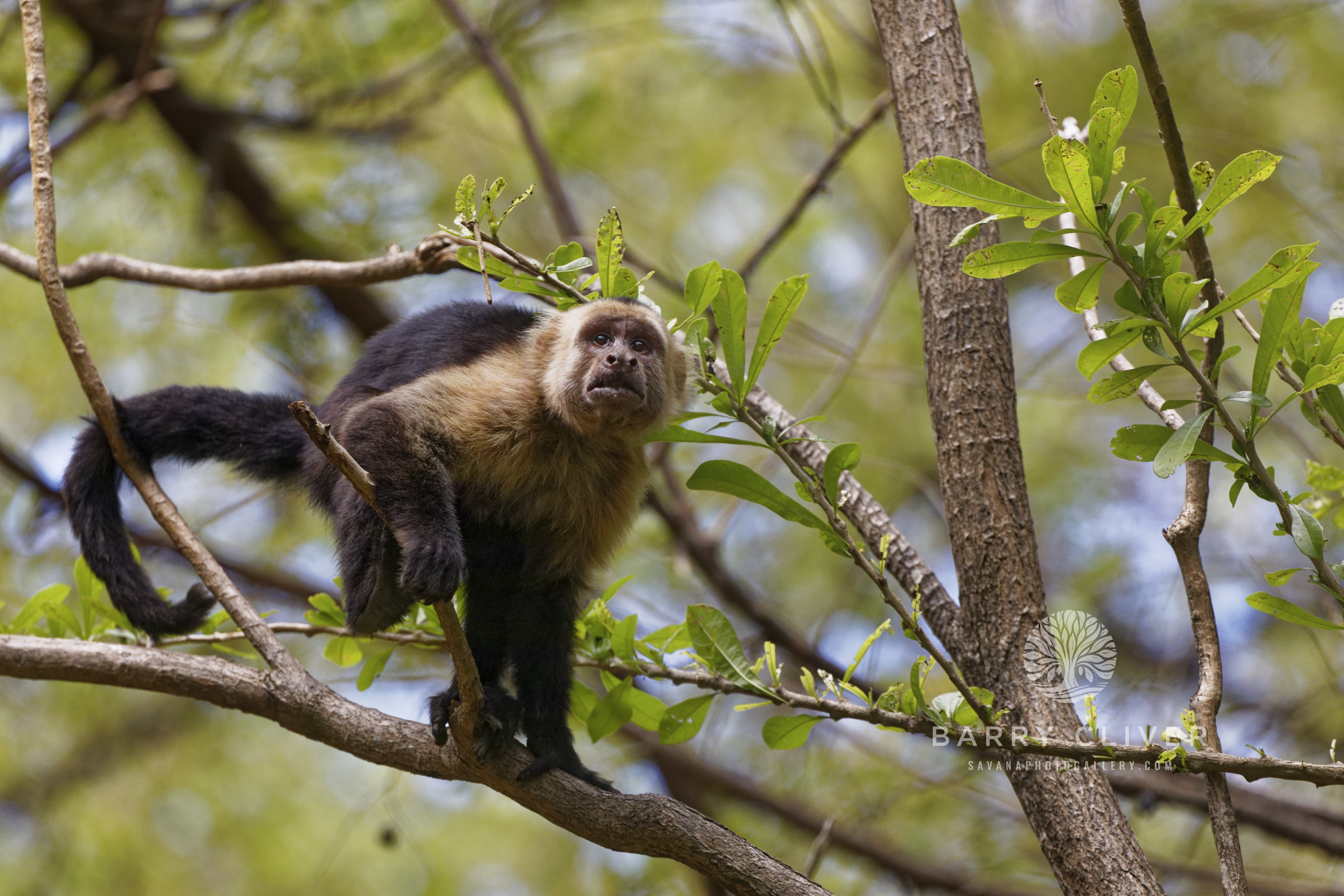 White Faced Monkey