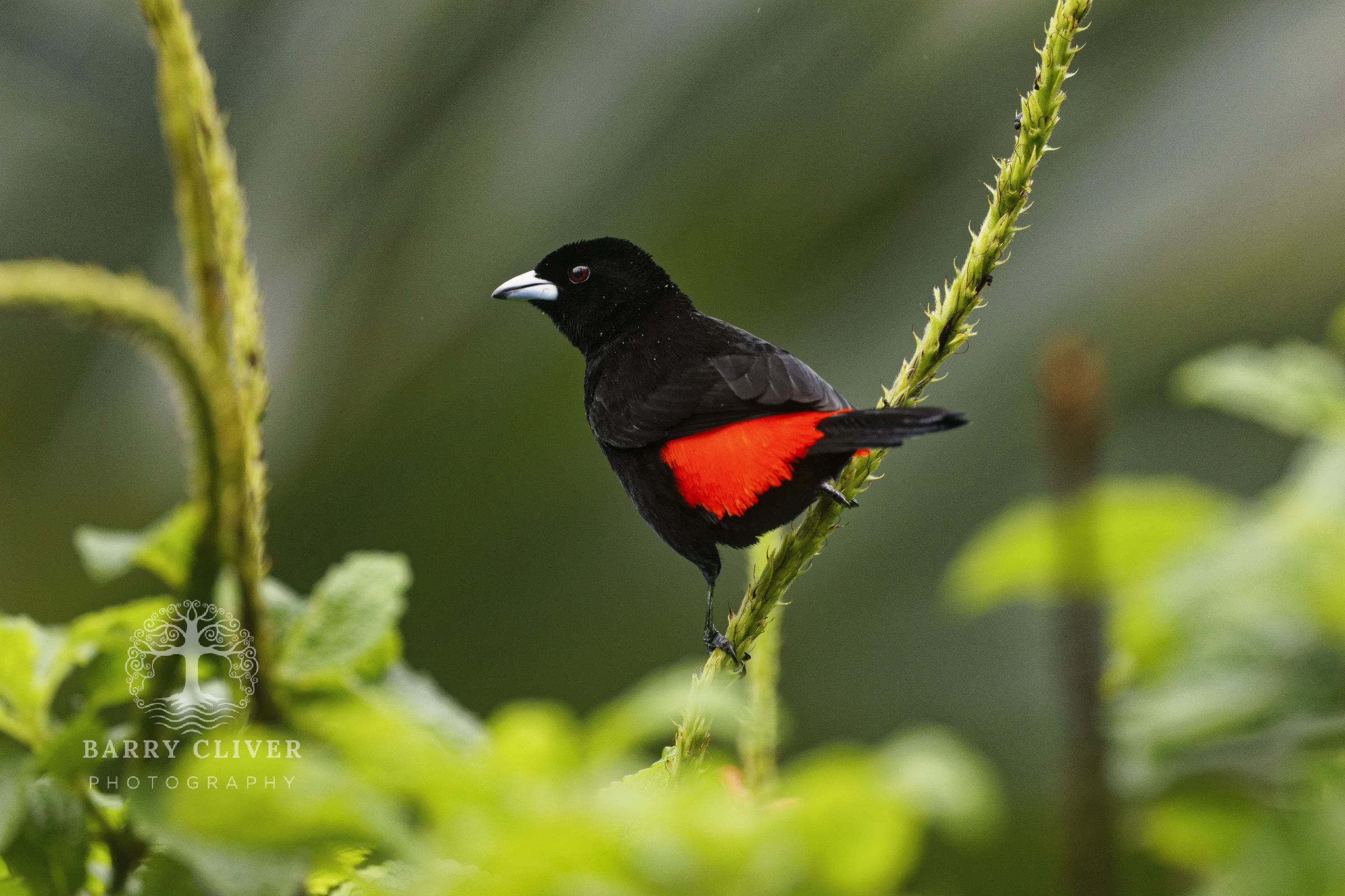 Scarlett Tanager