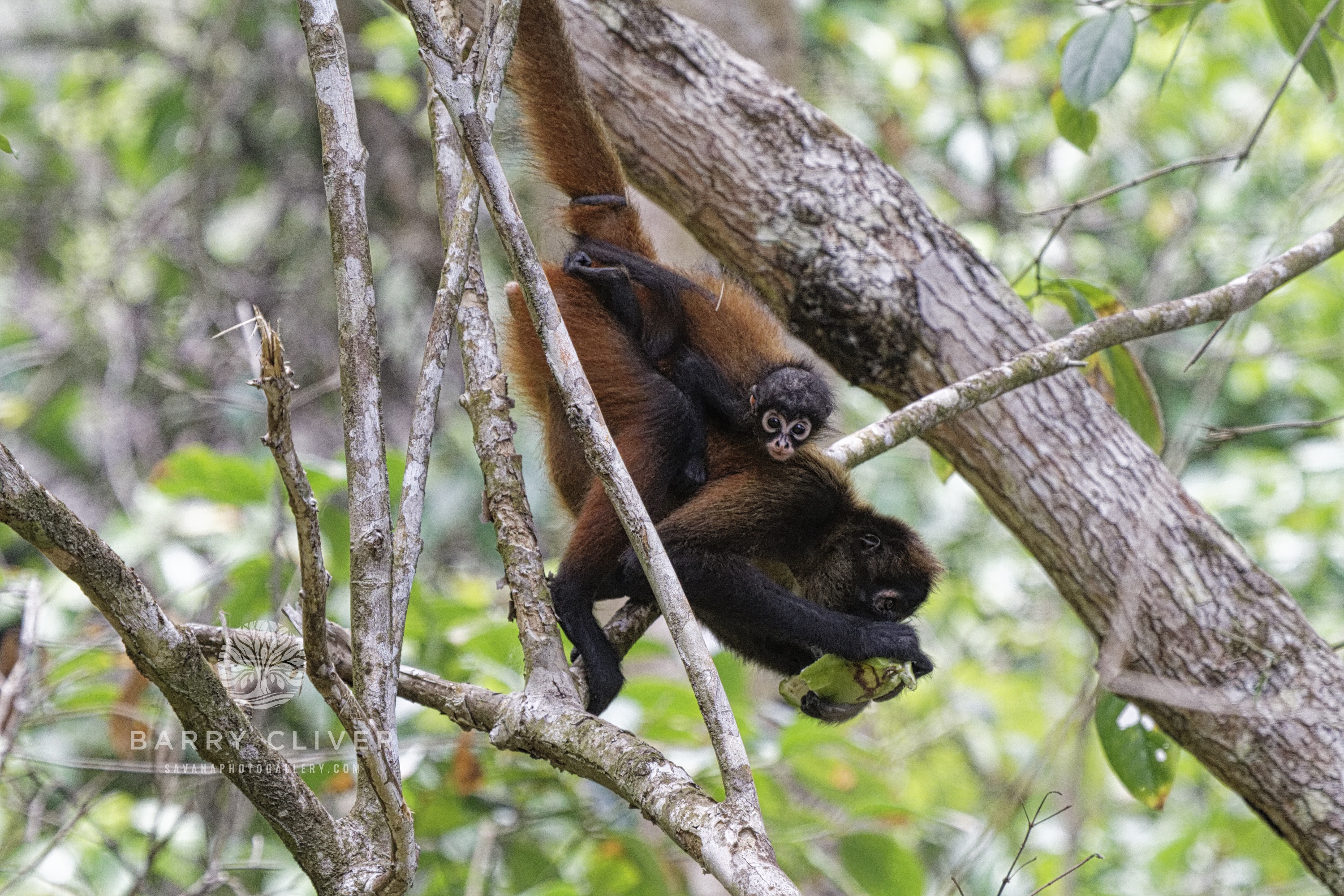 Spider Monkey
