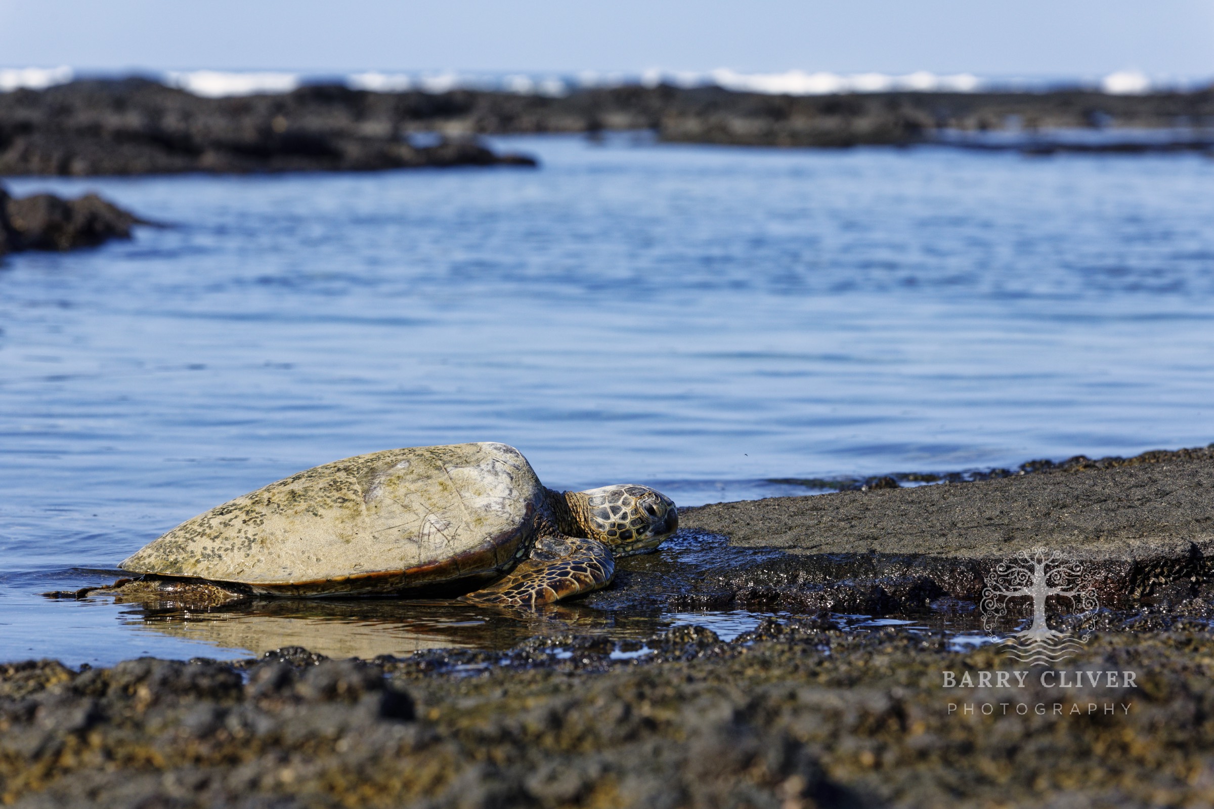 Hawksbill Turtle
