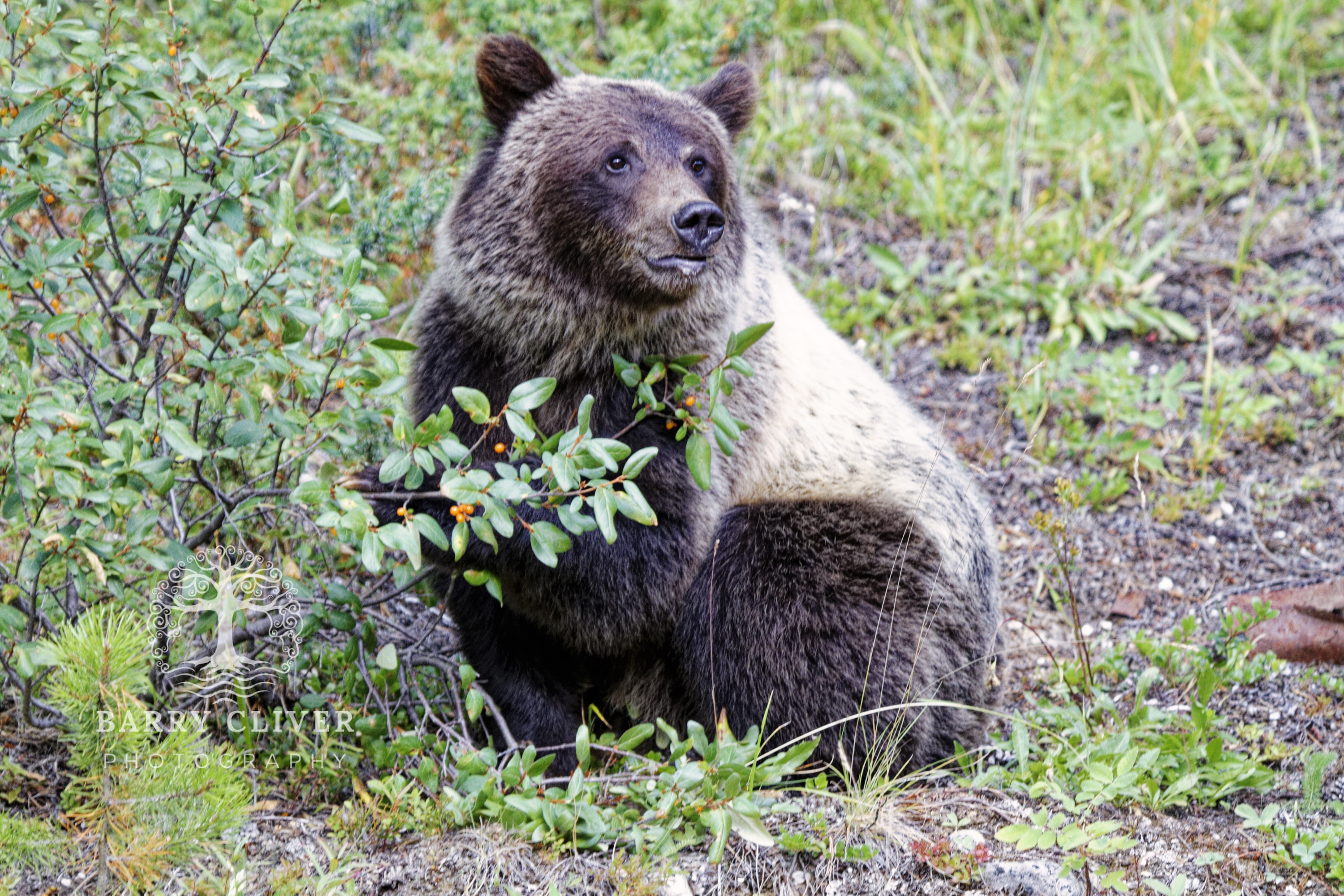Rocky Mountain Grizzly