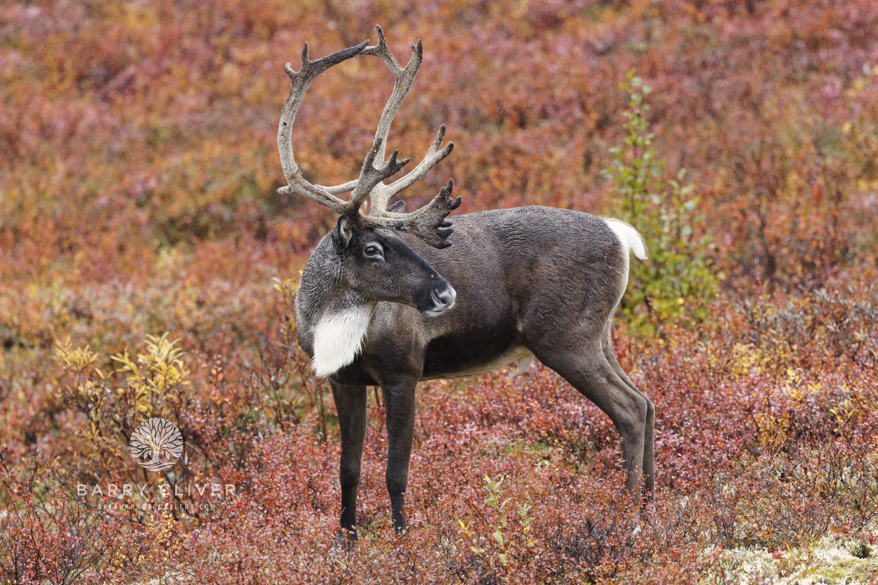Autumn Caribou