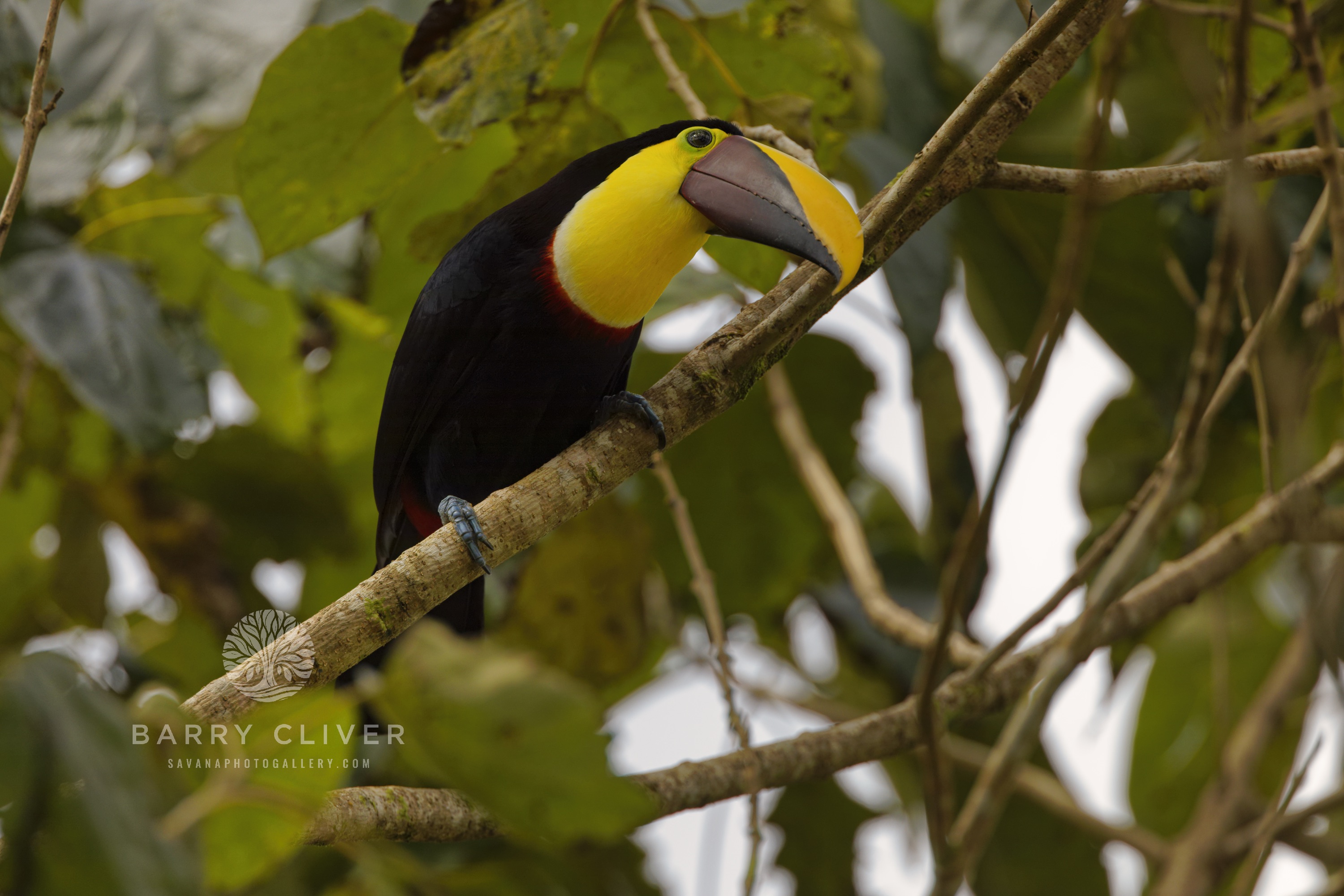 Yellow Throated Toucan
