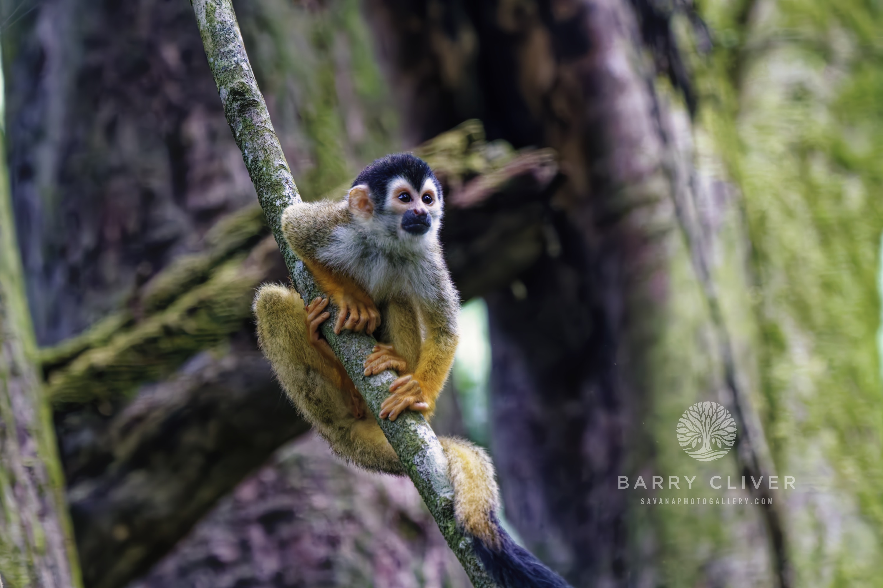 Squirrel Monkey