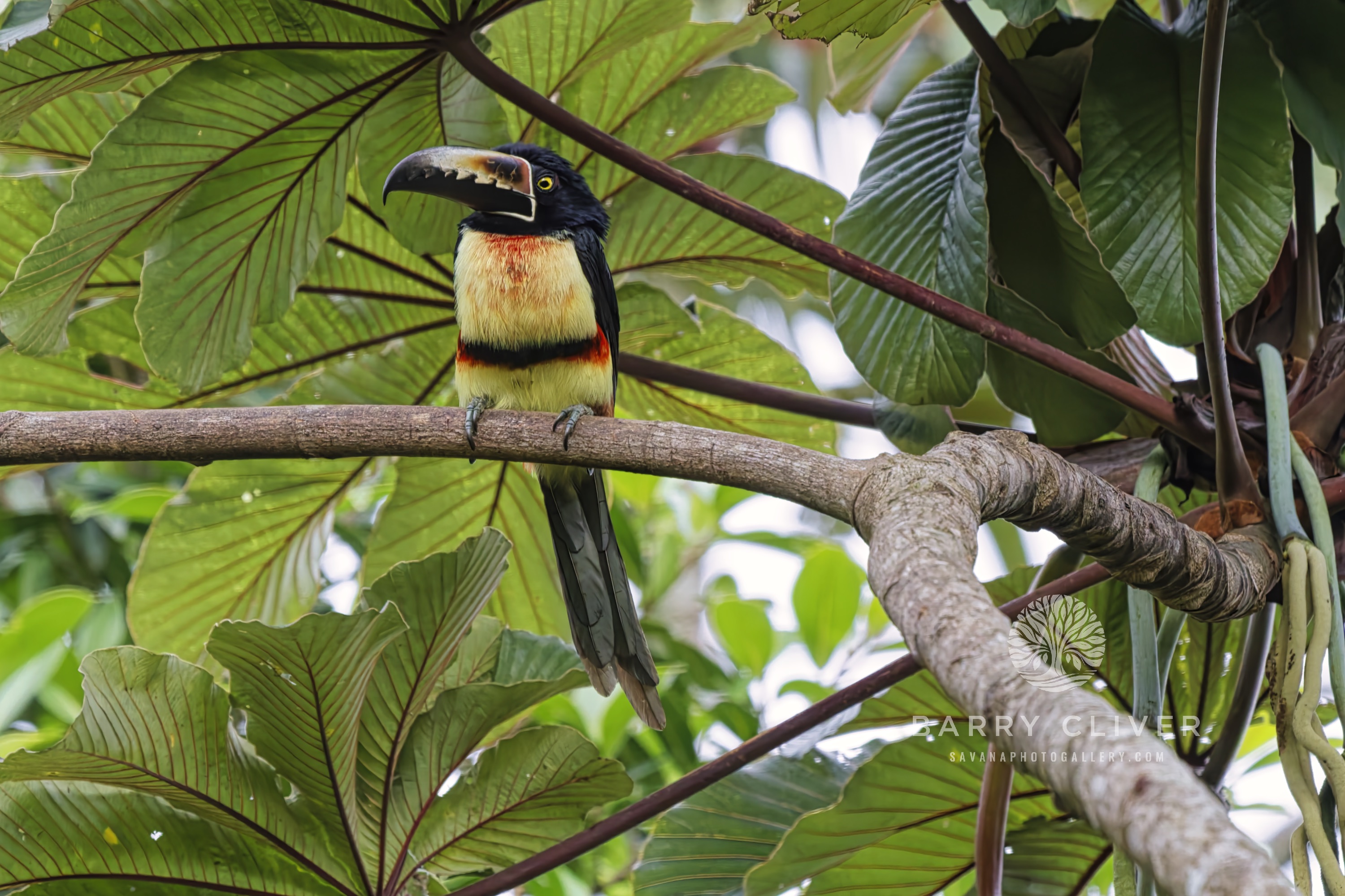 Collared Aracari